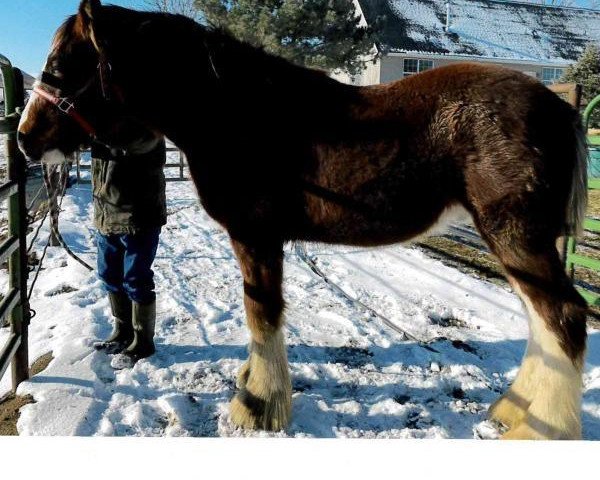 Pferd Sawtooth Duncan (Clydesdale, 2017, von Spirit of the Sawtooth)