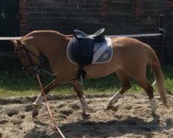 dressage horse Creme de la Creme B (German Riding Pony, 2015, from Creme Brulee v.H.)