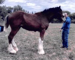 horse Sawtooth Clydesdales Nova (Clydesdale, 2019, from Spirit of the Sawtooth)