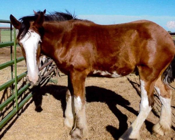 Pferd Sawtooth Bud (Clydesdale, 2014, von Spirit of the Sawtooth)