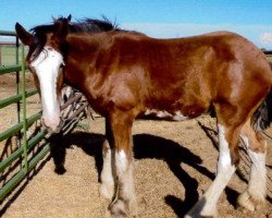 horse Sawtooth Bud (Clydesdale, 2014, from Spirit of the Sawtooth)