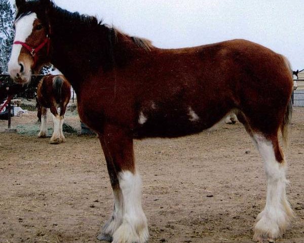 broodmare Westerdale Jubilee Vera (Clydesdale, 2011, from Boat Legend Jubilee)