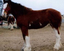 broodmare Westerdale Jubilee Vera (Clydesdale, 2011, from Boat Legend Jubilee)