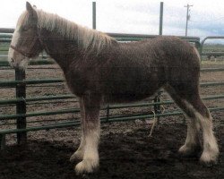 horse Sawtooth Agnes (Clydesdale, 2015, from Hatfield Excelsior)