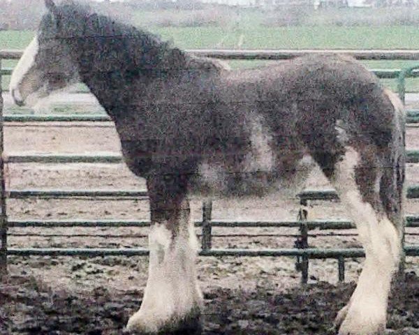 broodmare Sawtooth Babe (Clydesdale, 2015, from Hatfield Excelsior)