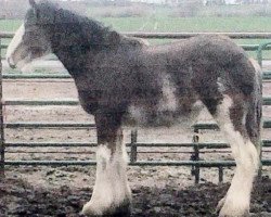 Zuchtstute Sawtooth Babe (Clydesdale, 2015, von Hatfield Excelsior)