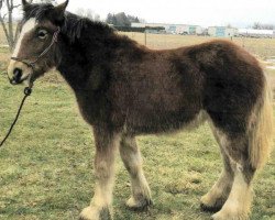 Pferd Sawtooth Georgeanna (Clydesdale, 2015, von Spirit of the Sawtooth)