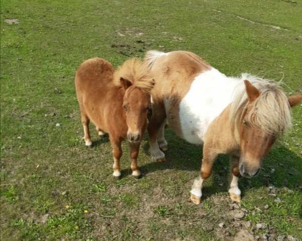 Zuchtstute Lotte v.d. Achterdijk (Shetland Pony (unter 87 cm), 1996, von Vulcan of Netherhouse)