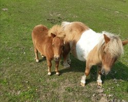 broodmare Lotte v.d. Achterdijk (Shetland pony (under 87 cm), 1996, from Vulcan of Netherhouse)