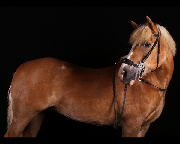 dressage horse Sunny (Haflinger, 1995, from Nero)