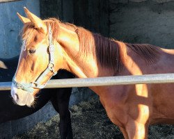 dressage horse El Saltador 3 (Hanoverian, 2019, from Erdinger)