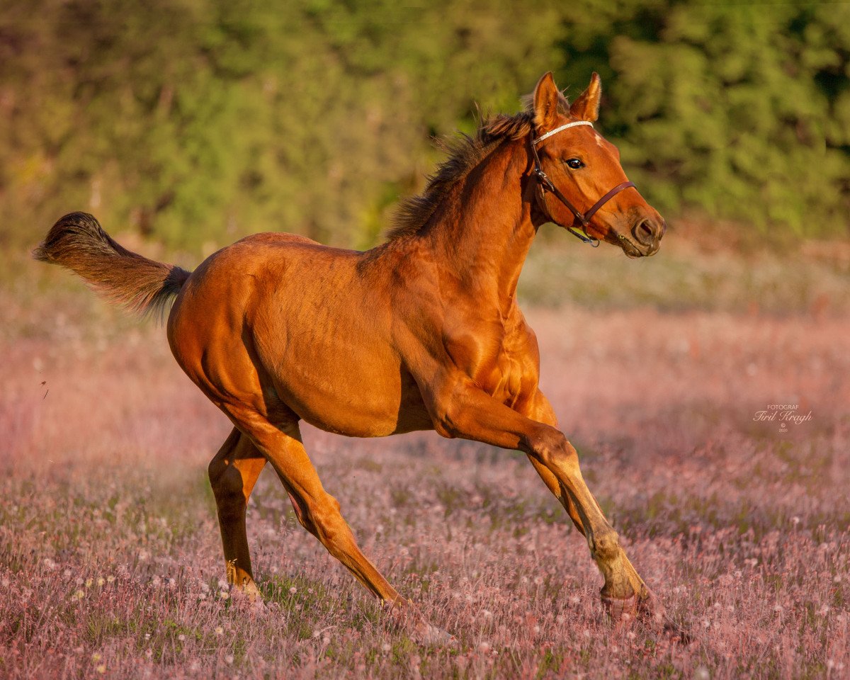 Pferd The Sound of Reverie R (Norwegisches Warmblut, 2020, von Tobajo Picez)
