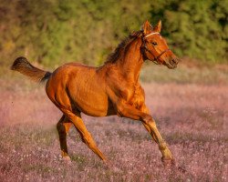 dressage horse The Sound of Reverie R (Norwegian Warmblood, 2020, from Tobajo Picez)