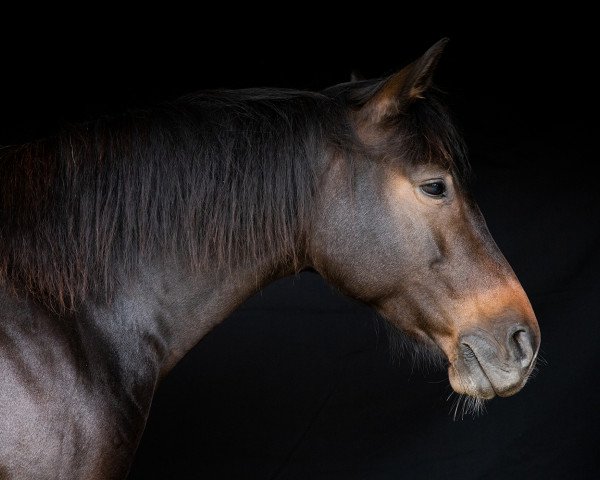 broodmare Amira (Little German Riding Horse, 2014, from A new Star)