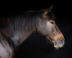 Zuchtstute Amira (Kleines deutsches Reitpferd, 2014, von A new Star)