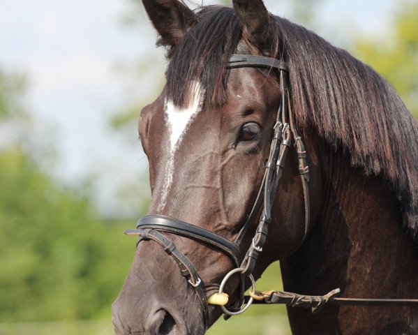 dressage horse Merlin (Trakehner, 2008, from Karolinger TSF)