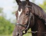 Dressurpferd Merlin (Trakehner, 2008, von Karolinger TSF)