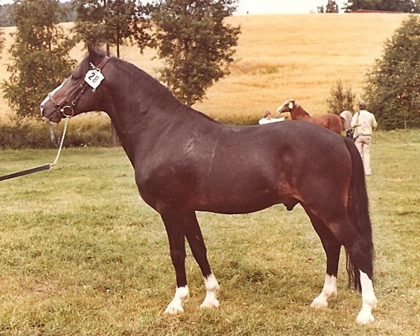 Deckhengst Burma Wilton 7 NF (New-Forest-Pony, 1973, von Burton Starlight)