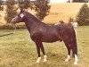 stallion Burma Wilton 7 NF (New Forest Pony, 1973, from Burton Starlight)