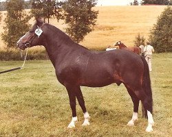 stallion Burma Wilton 7 NF (New Forest Pony, 1973, from Burton Starlight)