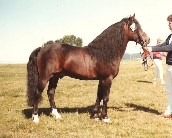 stallion Dawn of Spring (New Forest Pony, 1963, from Wootton Sovereign)