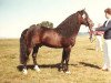 stallion Dawn of Spring (New Forest Pony, 1963, from Wootton Sovereign)