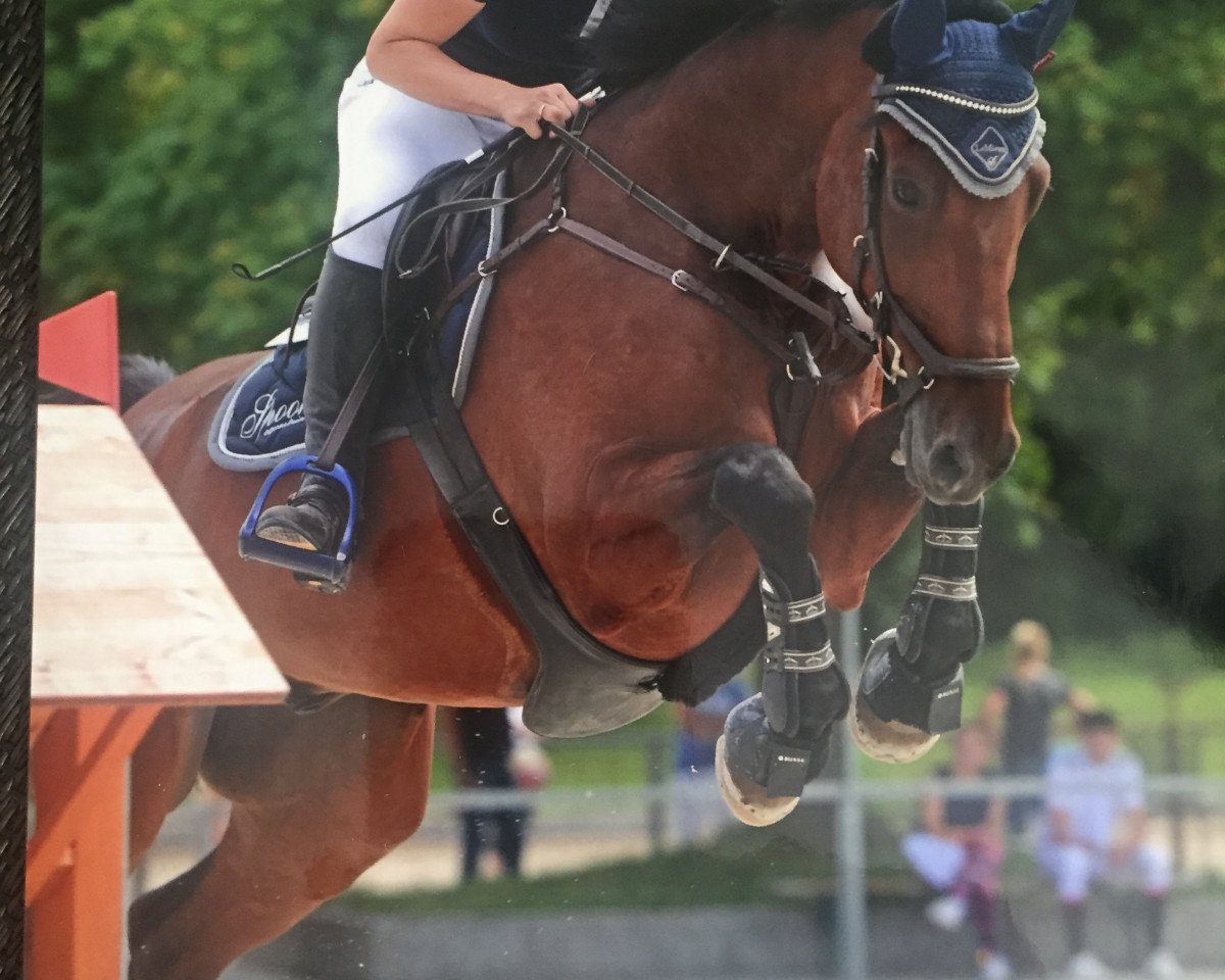 jumper Clint 42 (Holsteiner, 2014, from Crunch 3)