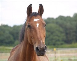 Pferd Welti Copperfield (Bayer, 1993, von Welt As)