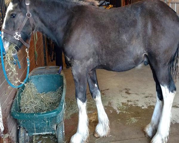 horse Sandy Ridge Zeus CFR (Clydesdale, 2016, from Hidden Valley Master Emerson)