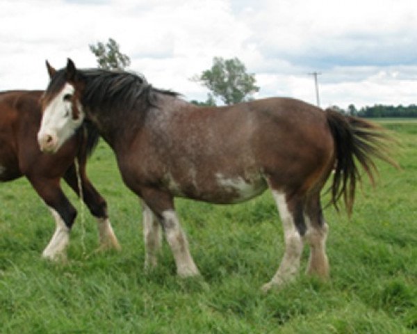 Zuchtstute Sanguine Jan (Clydesdale, 2005, von Sanguine Rufus)