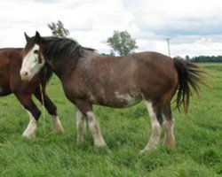 broodmare Sanguine Jan (Clydesdale, 2005, from Sanguine Rufus)