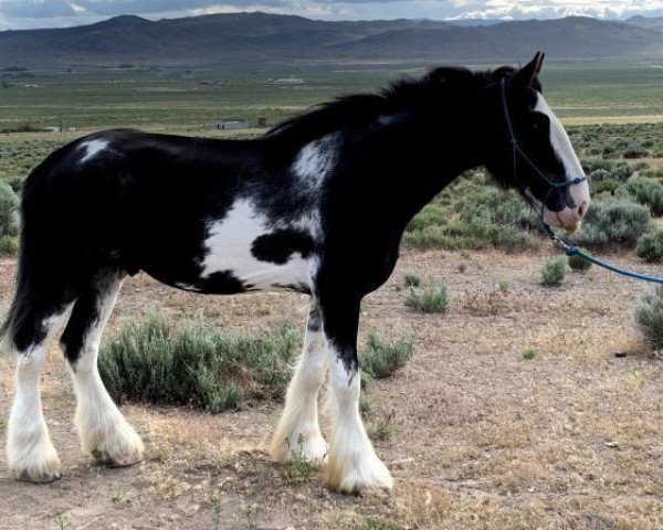 horse Sandy Ridge Tam Lin (Clydesdale, 2015, from Amethyst Hayden)