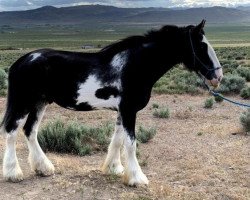 Pferd Sandy Ridge Tam Lin (Clydesdale, 2015, von Amethyst Hayden)