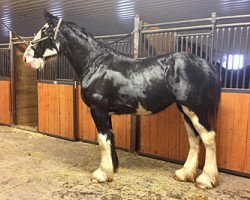 Pferd Sandy Ridge Princess (Clydesdale, 2014, von Amethyst Hayden)