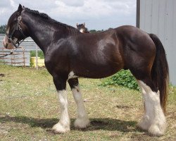 horse Sandy Ridge Macleod (Clydesdale, 2015, from Joseph Lake's Titan)