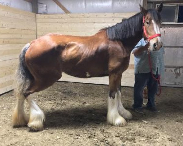 horse Sandy Ridge Fanny (Clydesdale, 2014, from Hatfield Hightower)