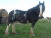 Zuchtstute Sandy Ridge Jay-Lo (Clydesdale, 2002, von Fair Chance Cheif)