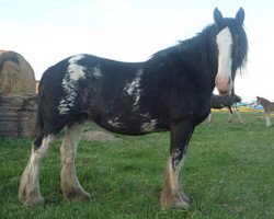 broodmare Sandy Ridge Jay-Lo (Clydesdale, 2002, from Fair Chance Cheif)