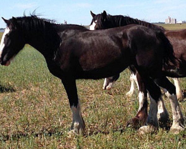 Zuchtstute Sandy Ridge Daisy (Clydesdale, 2013, von Donegal Enhancer)