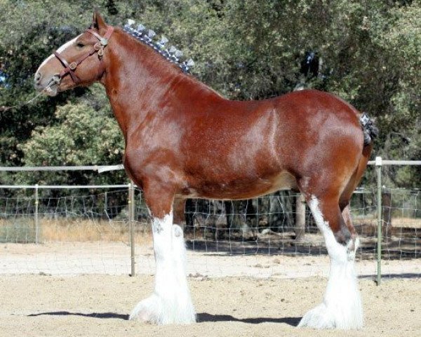 Pferd Langbank Alexander Everlasting (Clydesdale, 2003, von Belleau Annett's Adam)