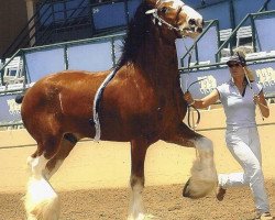 Deckhengst Highfield Noble Champion (Clydesdale, 1999, von Phesdo Noble Scot)