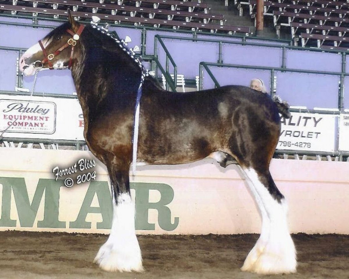 Deckhengst N.D.F. Buster (Clydesdale, 1988, von Springdale Benedictine Prince)