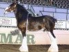 Deckhengst N.D.F. Buster (Clydesdale, 1988, von Springdale Benedictine Prince)