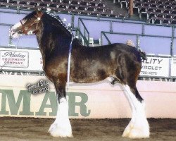 stallion N.D.F. Buster (Clydesdale, 1988, from Springdale Benedictine Prince)