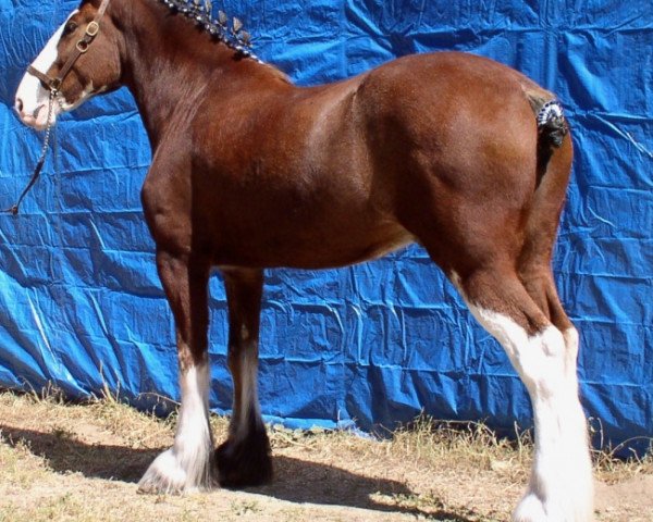 Pferd Sandy of Somewhere (Clydesdale, 2001, von Green Leaf Reflection)