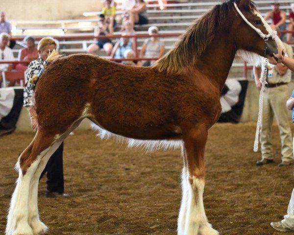 horse Sandy Farms Frosty Dee (Clydesdale, 2016, from Plunton Calum Maelogan)