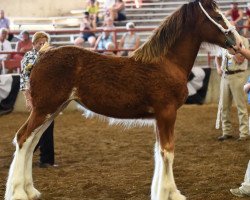 Pferd Sandy Farms Frosty Dee (Clydesdale, 2016, von Plunton Calum Maelogan)