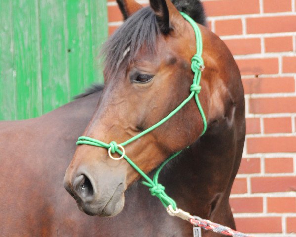 broodmare Ulla (Sachs-door. Heavy Warmbl., 2007, from Goliath)