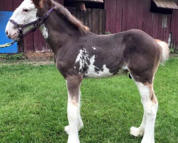 horse Sandy Acres Phantom (Clydesdale, 2017, from Freedom Royal Venture)