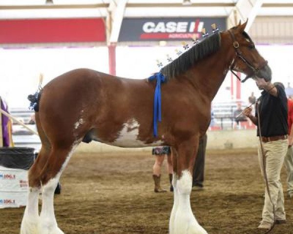 horse Sandy Acres King of Spades (Clydesdale, 2017, from Freedom Royal Venture)